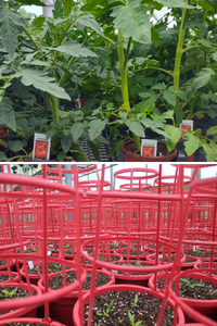 Herbs & Veg 1